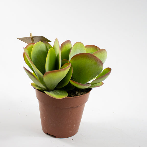Kalanchoe thyrsiflora Ø12cm H20cm