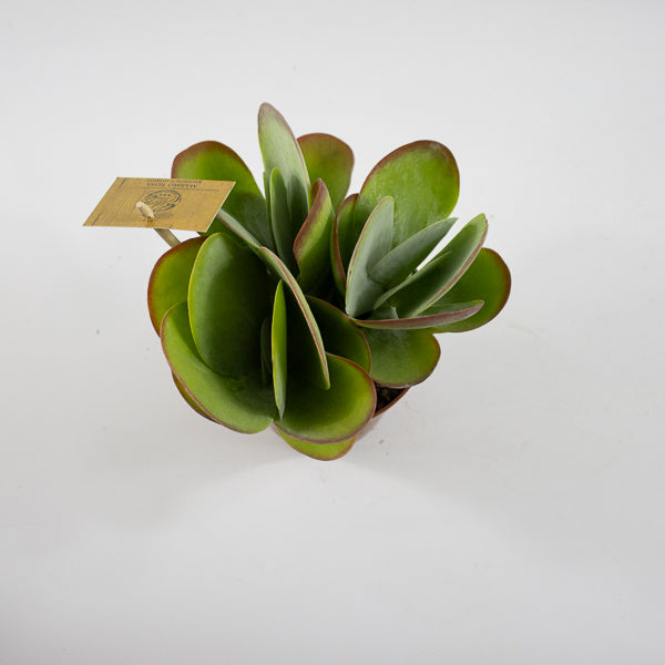 Kalanchoe thyrsiflora Ø12cm H20cm