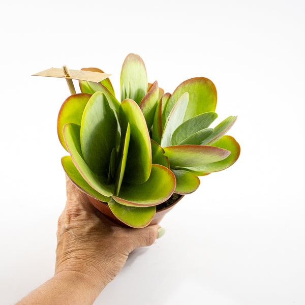 Kalanchoe thyrsiflora Ø12cm H20cm