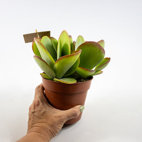 Kalanchoe thyrsiflora Ø12cm H20cm