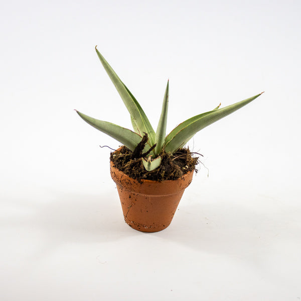 Sansevieria 'Swan Dancer' Ø8cm H15cm