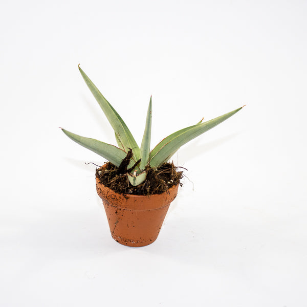 Sansevieria 'Swan Dancer' Ø8cm H15cm