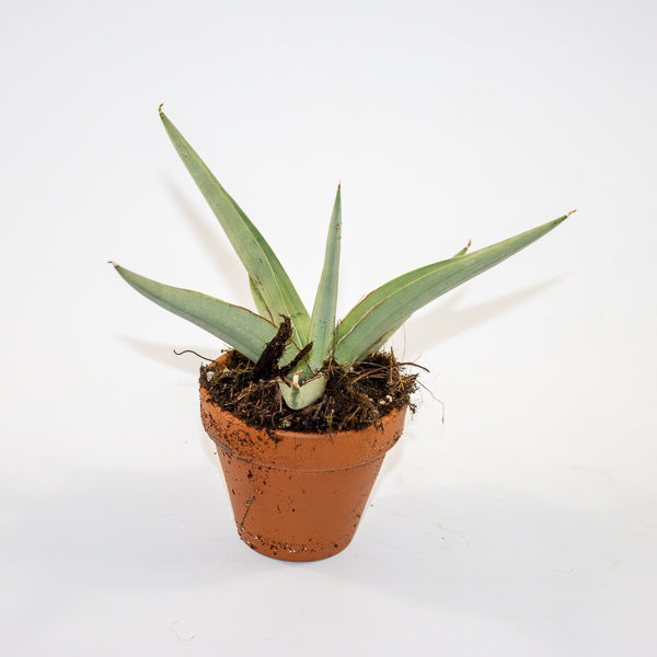 Sansevieria 'Swan Dancer' Ø8cm H15cm