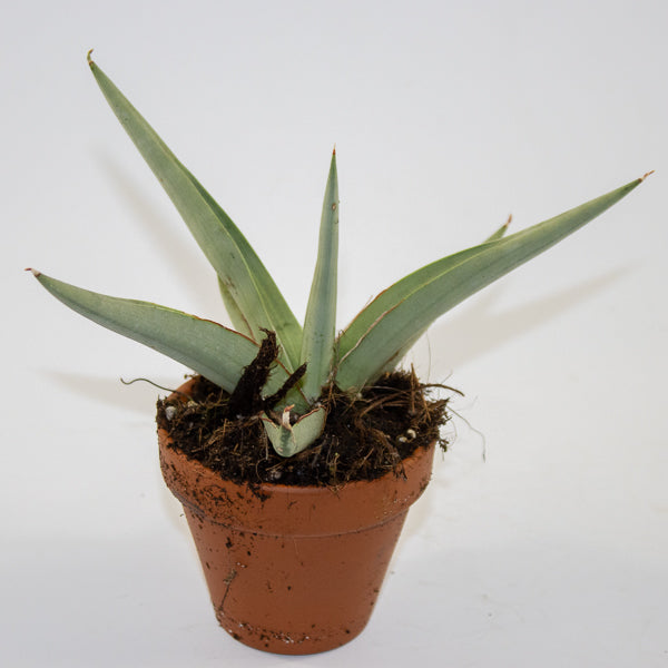 Sansevieria 'Swan Dancer' Ø8cm H15cm