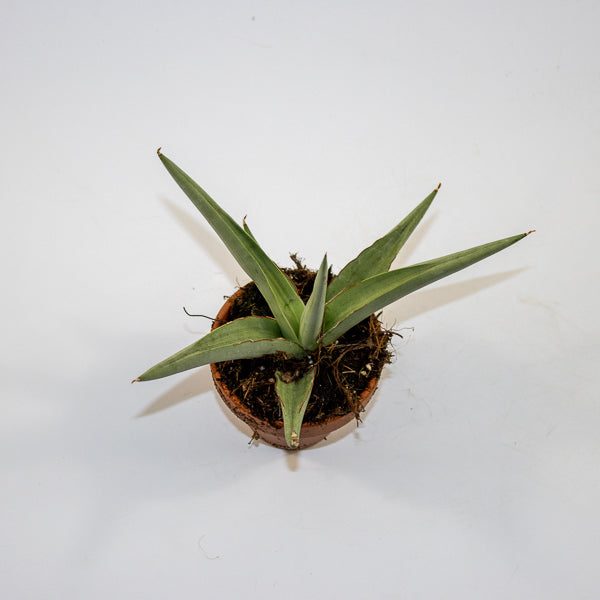 Sansevieria 'Swan Dancer' Ø8cm H15cm