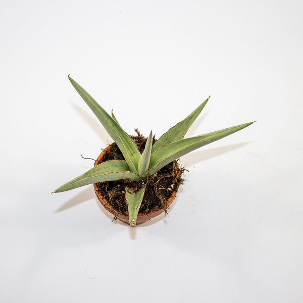 Sansevieria 'Swan Dancer' Ø8cm H15cm