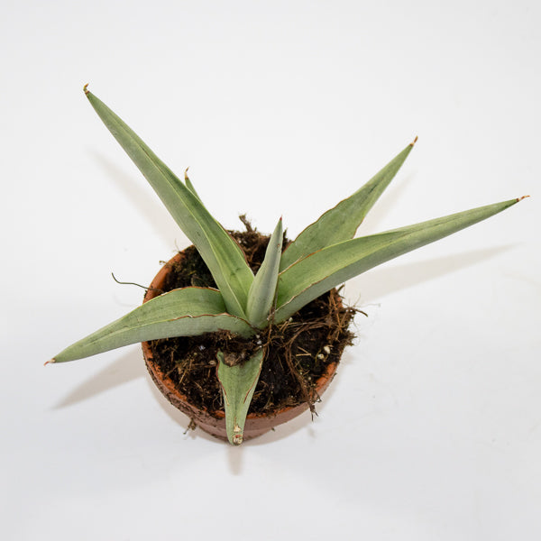 Sansevieria 'Swan Dancer' Ø8cm H15cm