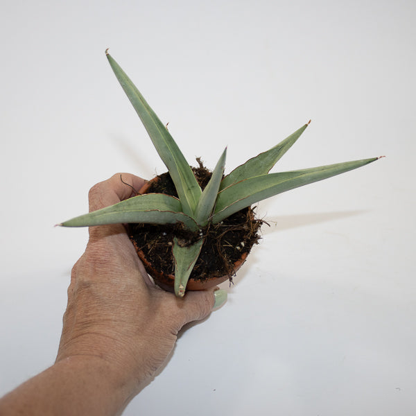 Sansevieria 'Swan Dancer' Ø8cm H15cm