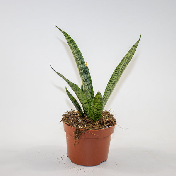 Sansevieria 'Everest' Ø10.5cm H15cm