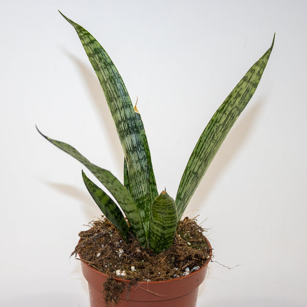Sansevieria 'Everest' Ø10.5cm H15cm