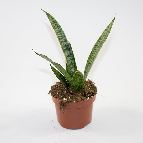 Sansevieria 'Everest' Ø10.5cm H15cm