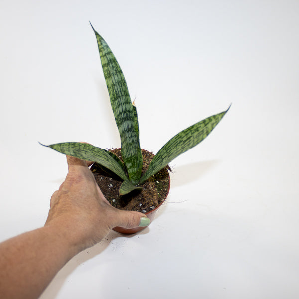 Sansevieria 'Everest' Ø10.5cm H15cm