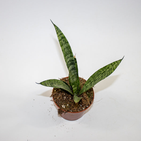 Sansevieria 'Everest' Ø10.5cm H15cm