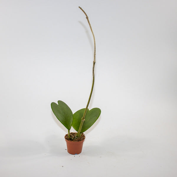 Hoya kerrii Ø6cm H10cm