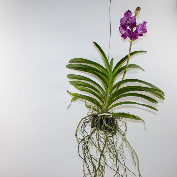 Vanda 15cm H60cm