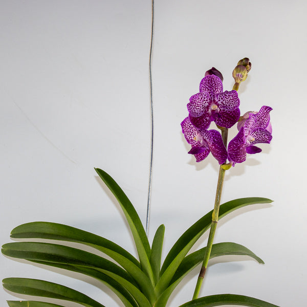 Vanda 15cm H60cm