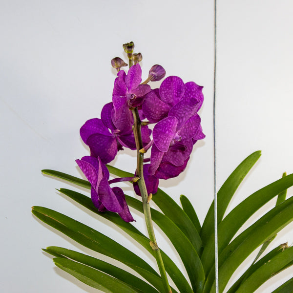Vanda 15cm H60cm