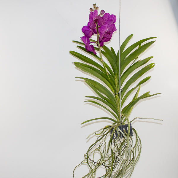Vanda 15cm H60cm