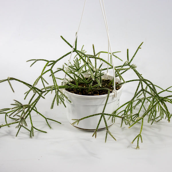 Rhipsalis pilocarpa -Hairy-fruited wickerware cactus 14cm H30cm