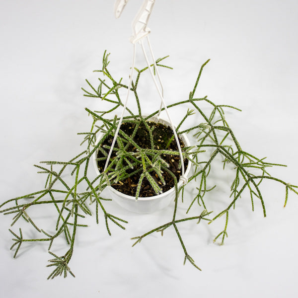 Rhipsalis pilocarpa -Hairy-fruited wickerware cactus 14cm H30cm
