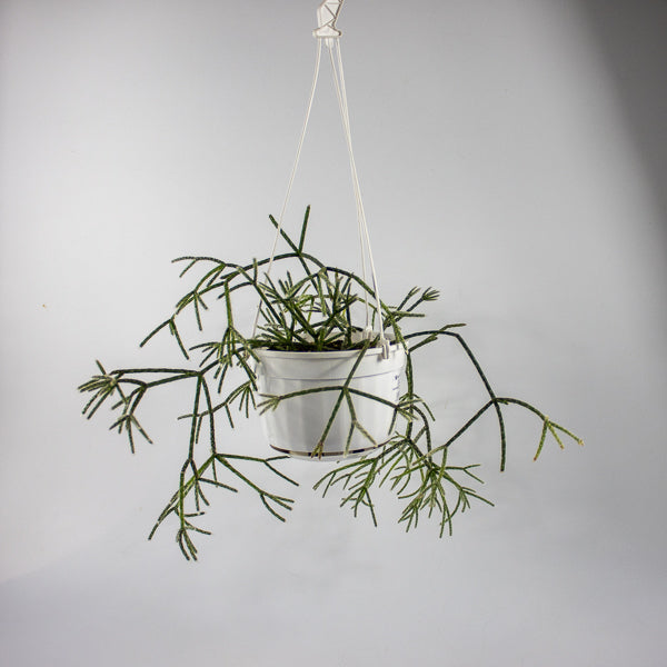 Rhipsalis pilocarpa -Hairy-fruited wickerware cactus 14cm H30cm