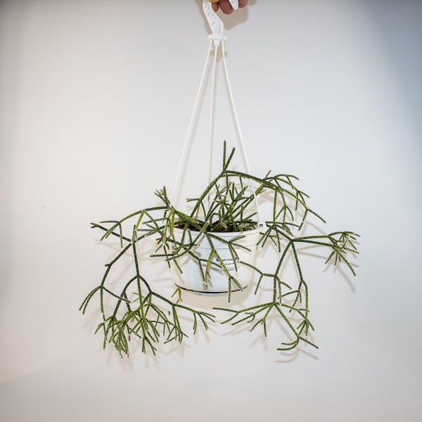 Rhipsalis pilocarpa -Hairy-fruited wickerware cactus 14cm H30cm