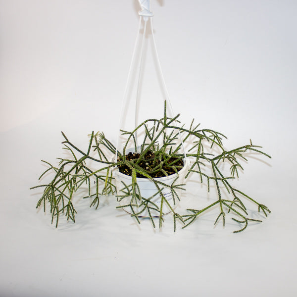 Rhipsalis pilocarpa -Hairy-fruited wickerware cactus 14cm H30cm