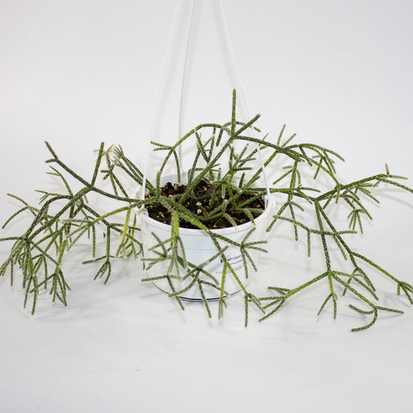 Rhipsalis pilocarpa -Hairy-fruited wickerware cactus 14cm H30cm