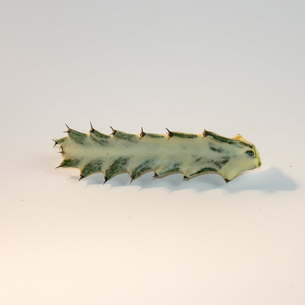 Euphorbia lactea 'Ghost' Cutting Ø26cm H65-85cm