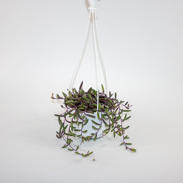 Othonna capensis 'Ruby Necklace' 14cm H30cm