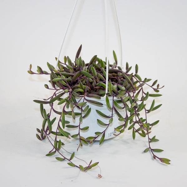 Othonna capensis 'Ruby Necklace' 14cm H30cm