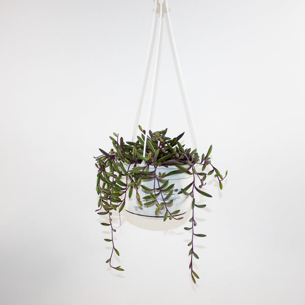 Othonna capensis 'Ruby Necklace' 14cm H30cm