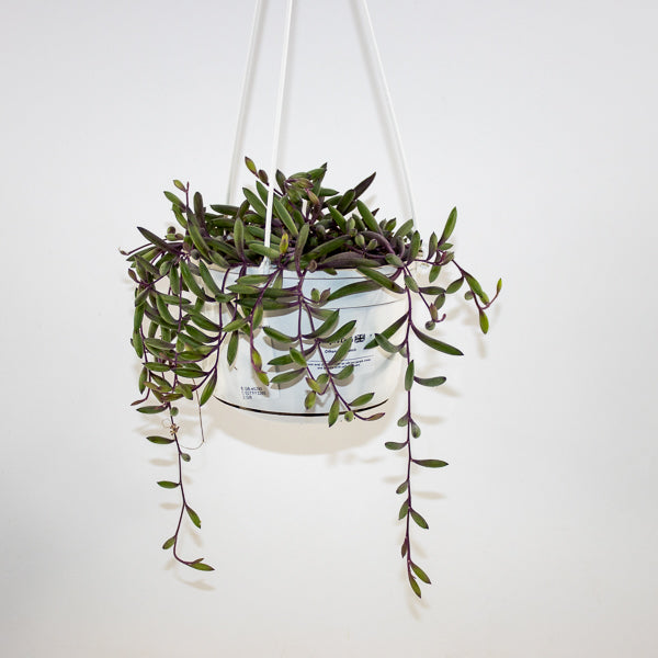 Othonna capensis 'Ruby Necklace' 14cm H30cm