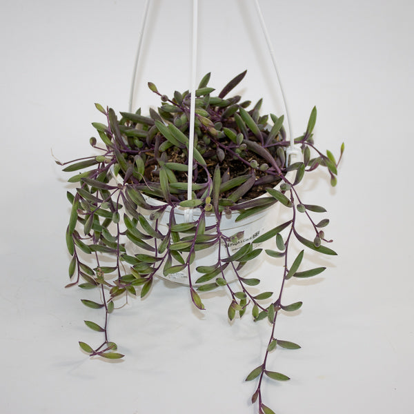 Othonna capensis 'Ruby Necklace' 14cm H30cm