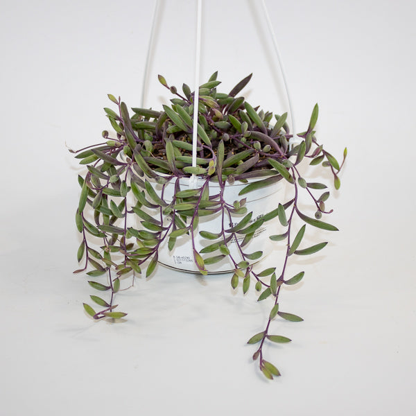 Othonna capensis 'Ruby Necklace' 14cm H30cm