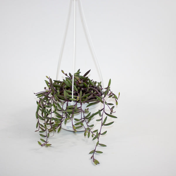 Othonna capensis 'Ruby Necklace' 14cm H30cm