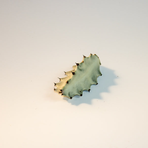 Euphorbia lactea 'Ghost' Cutting Ø26cm H65-85cm