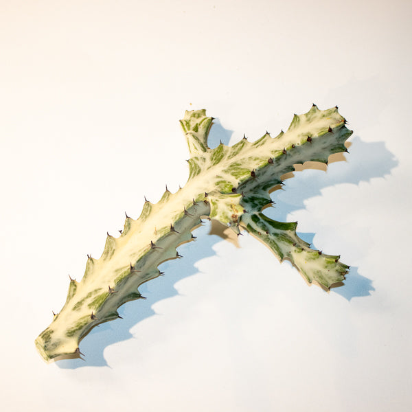 Euphorbia lactea 'Ghost' Cutting Ø26cm H65-85cm