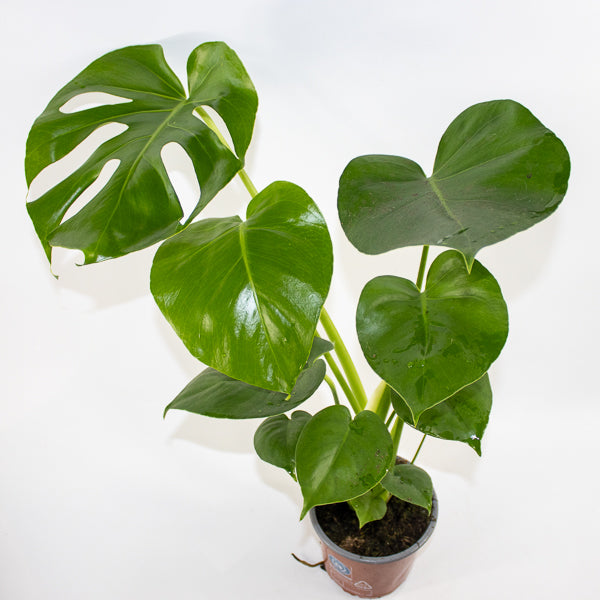 Monstera deliciosa Ø21cm H75cm