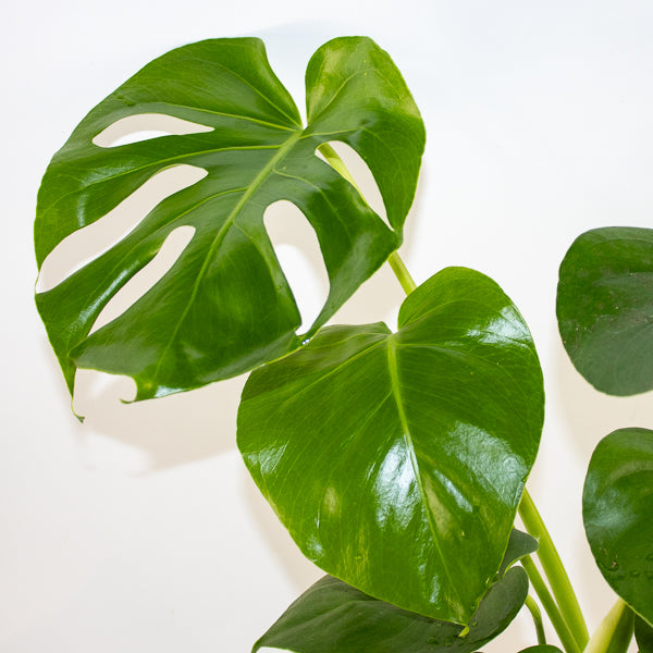 Monstera deliciosa Ø21cm H75cm