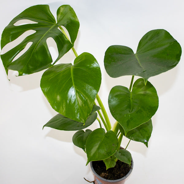 Monstera deliciosa Ø21cm H75cm