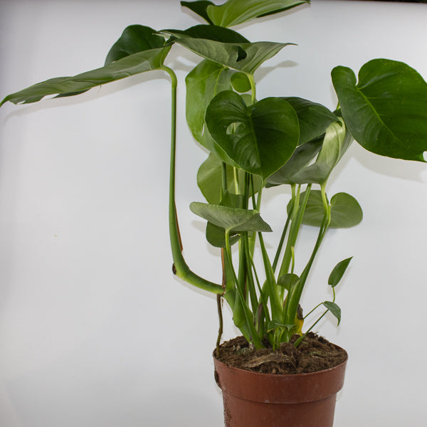 Monstera deliciosa Ø21cm H75cm