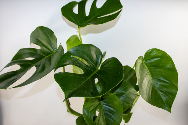 Monstera deliciosa Ø21cm H75cm