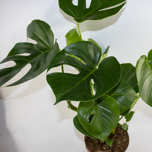 Monstera deliciosa Ø21cm H75cm