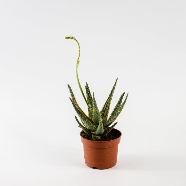 Aloe Zebrina Dannyz Ø10.5cm H19cm
