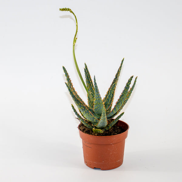 Aloe Zebrina Dannyz Ø10.5cm H19cm