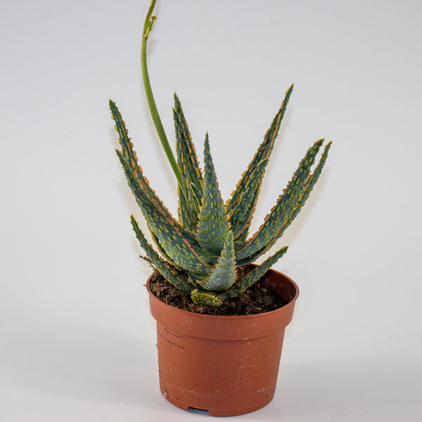 Aloe Zebrina Dannyz Ø10.5cm H19cm