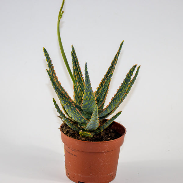 Aloe Zebrina Dannyz Ø10.5cm H19cm