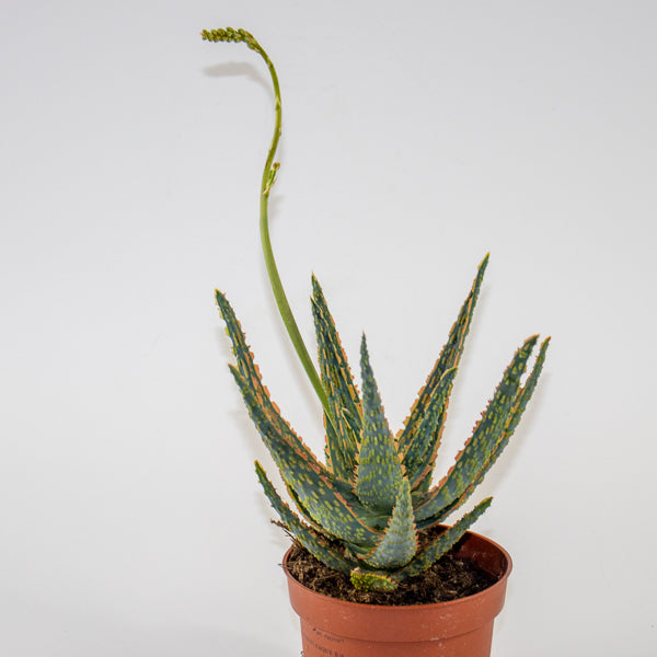 Aloe Zebrina Dannyz Ø10.5cm H19cm