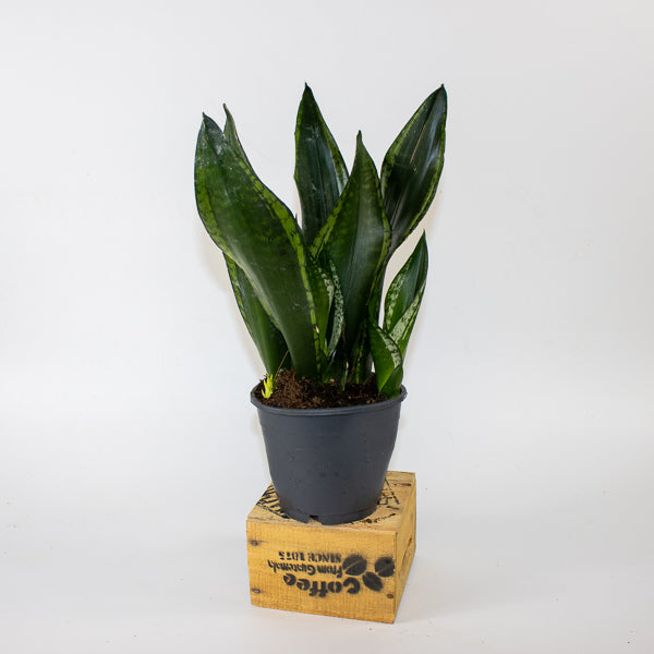 Sansevieria Silver Flame 14cm H40cm